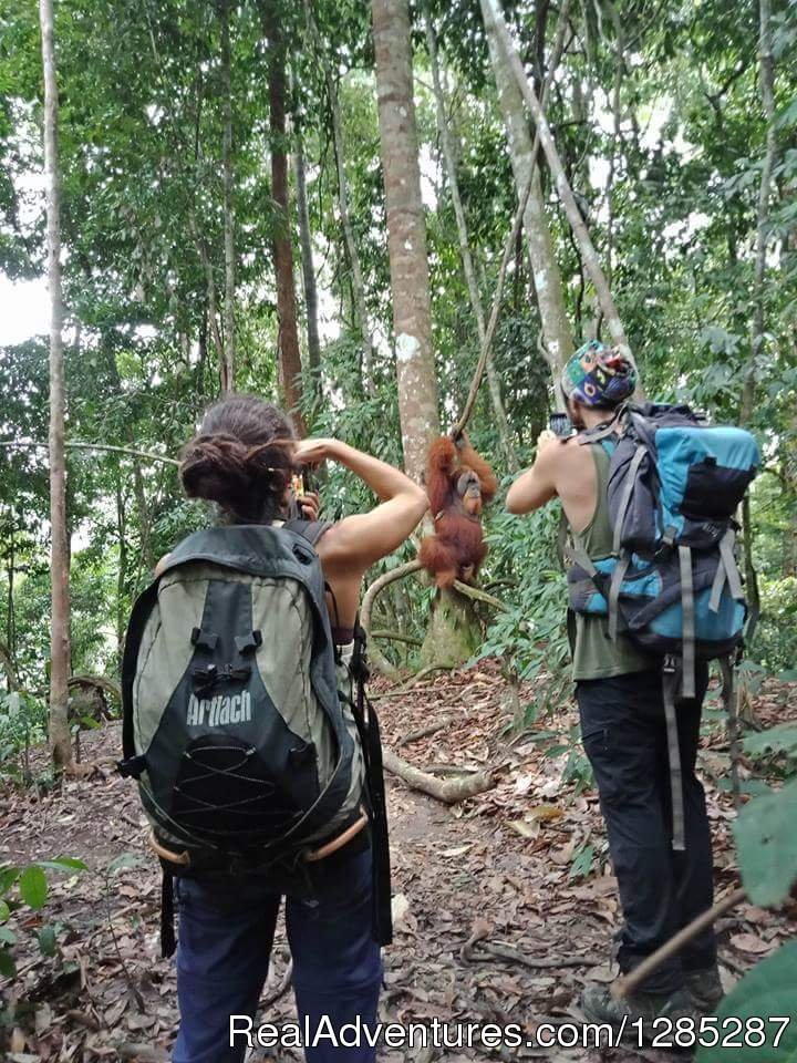 Tourist taking picture of orangutan | 2 Days Jungle Trek - Into The Wild Bukit Lawang | Image #8/17 | 