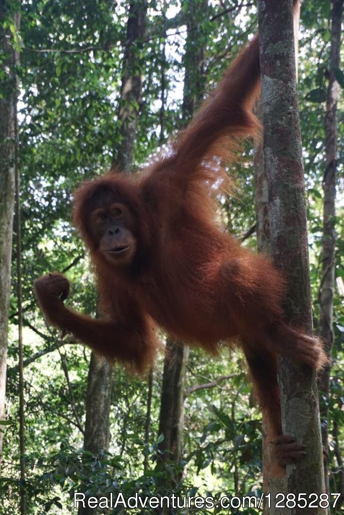 Jungle trek | 2 Days Jungle Trek - Into The Wild Bukit Lawang | Image #13/17 | 