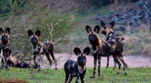 3-Day 2Nights Mikumi National Park | Mikumi, Tanzania | Wildlife & Safari Tours