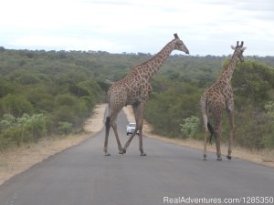 Kruger Park Tours | Kruger National Park, South Africa | Sight-Seeing Tours