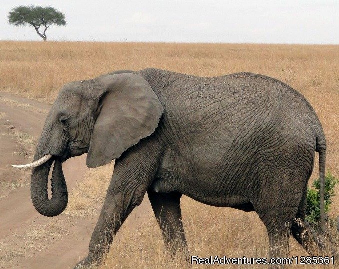 Elephants in the Masai Mara | Kenya Safari & Diani Beach Holiday with Safari Joe | Image #2/2 | 