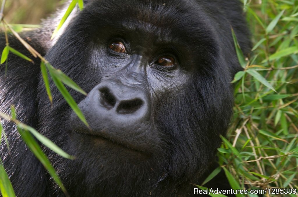 Mountain Gorilla in Uganda | Gorilla & Wildlife Tours Uganda | Kampala, Uganda | Hiking & Trekking | Image #1/1 | 