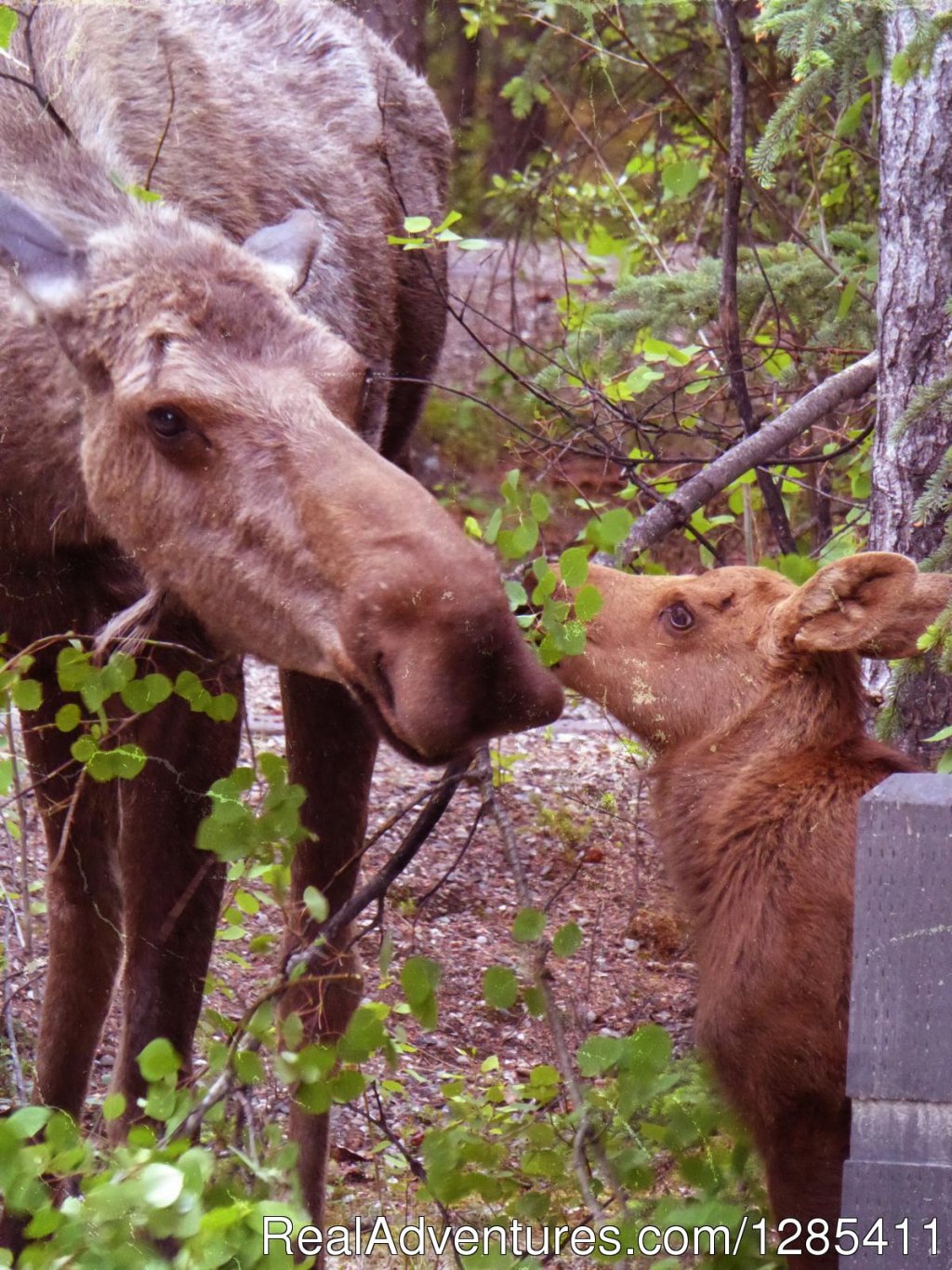 Moose at our campsite | Alaska, Canada, Usa In A Converted School Bus | Image #7/7 | 