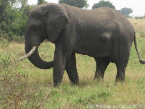 Kagera Safaris - Gorilla and Wildlife Safaris | Kampala, Uganda | Wildlife & Safari Tours