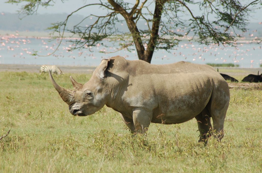 Rhino In Masai Mara | Jamboree Africa Tours and Safaris | Image #3/6 | 