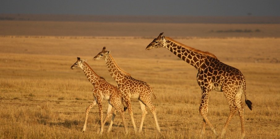 Masai Mara Giraffes | Jamboree Africa Tours and Safaris | Image #6/6 | 