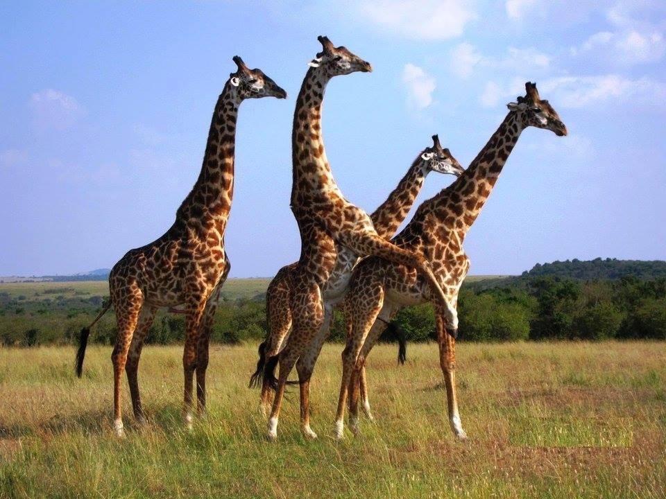 Giraffe Mating In Masai Mara | Jamboree Africa Tours and Safaris | Image #5/6 | 
