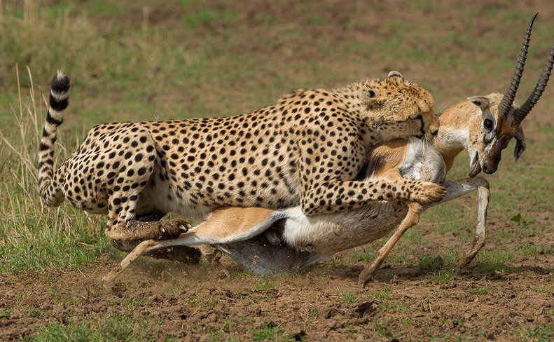 Leopard Hunt In Masai Mara | Jamboree Africa Tours and Safaris | Image #4/6 | 