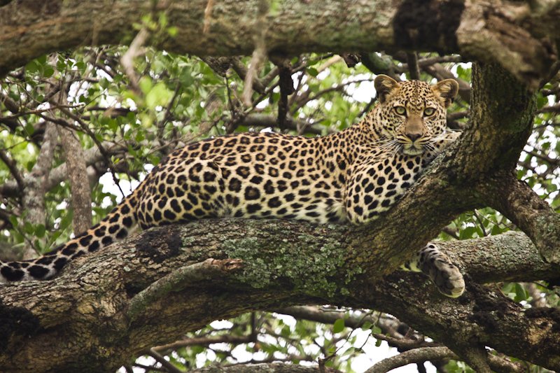 Leopard In Masai Mara | Jamboree Africa Tours and Safaris | Image #2/6 | 
