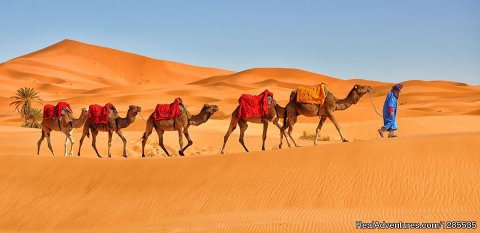Sahara Travel