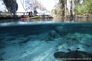 Aquavision Manatee Boat Tours | Crystal River, Florida | Scuba Diving & Snorkeling