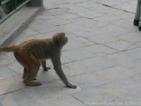 Monkey in the stupa