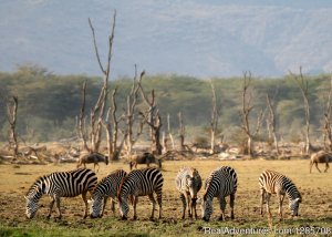 5 Day Safari to Zanzibar Island Itinerary | Arusha, Tanzania | Sight-Seeing Tours