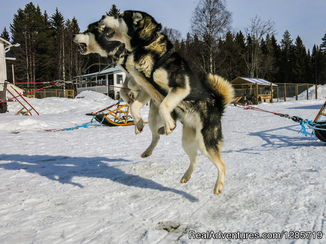 Northern light tour by dogsled in Swedish Lapland. Photo