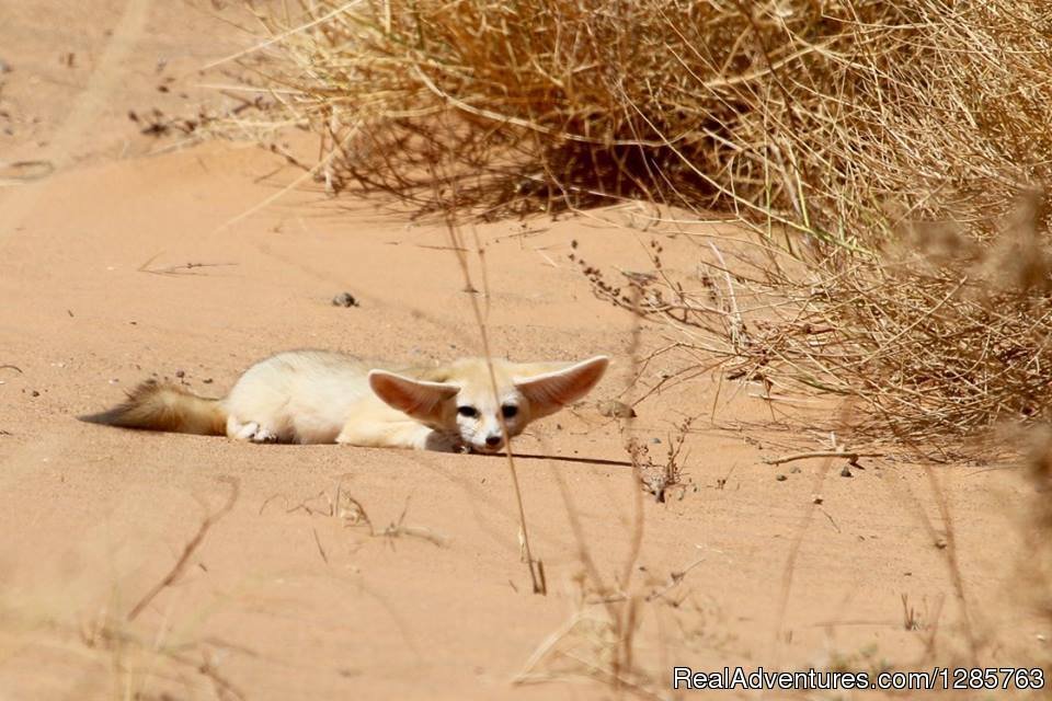 Fennec Fox | Morocco Travel Safari | Image #4/9 | 