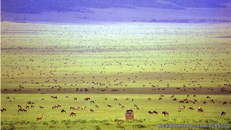 Aabikombi Tanzania Safaris | Image #3/13 | 