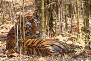 JUNGLEWALA Safaris & Escapes | Indore, India | Wildlife & Safari Tours