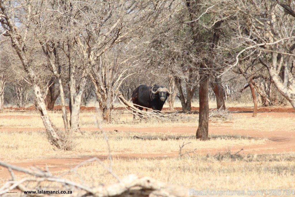 Animals | African Bush hunting and safari | Image #15/26 | 