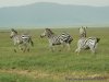 4Day Safari to see Big 5 | Arusha, Tanzania