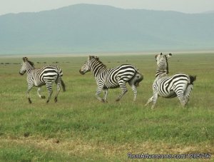 4Day Safari to see Big 5 | Arusha, Tanzania | Wildlife & Safari Tours