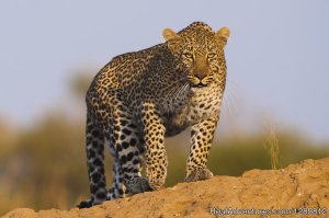 New Sunset Budget Safaris And Travel | Arusha, Tanzania Wildlife & Safari Tours | Great Vacations & Exciting Destinations
