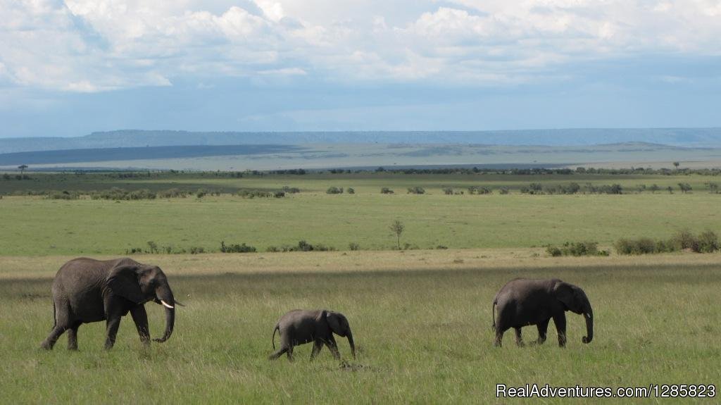 4 Days Join Group Tarangire Serengeti and Ngorongoro | Comeandseeadventures | Image #2/8 | 