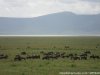 5 Days Tarangire,serengeti,ngorongoro&manyarara | Arusha, Tanzania