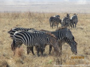 Discover Next Adventures | Arusha, Tanzania | Sight-Seeing Tours