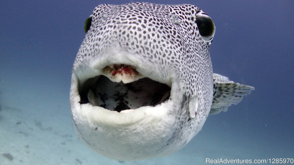 Giant Puffer Fish, Racha Yai | Scuba Diving In Phuket With The Local Experts | Image #7/16 | 