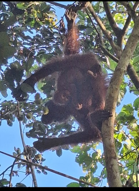 Wild Orangutan In Kutai National Park