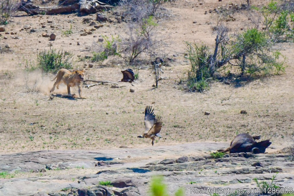 Leopard Female | Private Kruger Park Open Vehicle Safaris | Image #3/16 | 