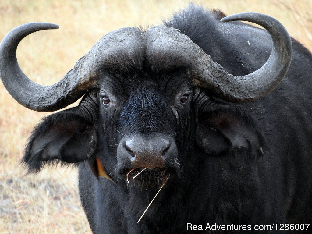 Cape buffalo hunting | Arc Africa Hunting Safaris | Image #2/2 | 