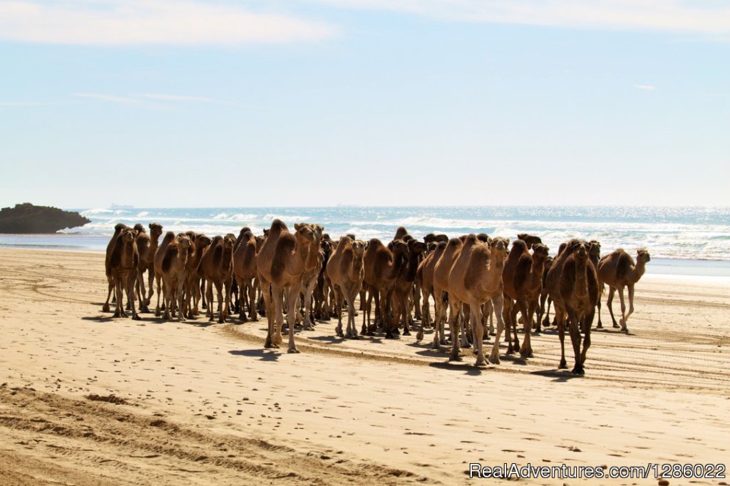Moroccan Camels | Shaka Surf Morocco - Moroccan Surf & Yoga Holidays | Image #7/10 | 