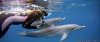 Wild dolphin snorkel cruise to Bahamas | Palm Beach, Florida
