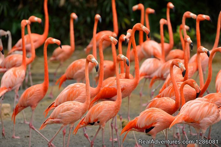 Flamingos Feeding | Transportation Van Service | Turks and Caicos Island, Turks and Caicos Islands | Car & Van Shuttle Service | Image #1/3 | 