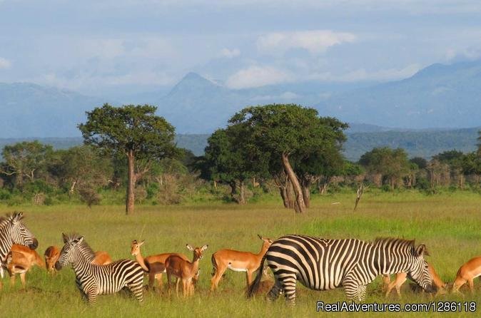Udaay Safaris Ltd | Arusha, Tanzania | Wildlife & Safari Tours | Image #1/1 | 