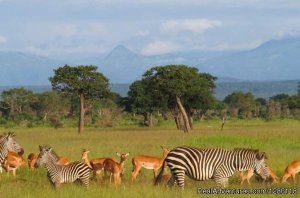Udaay Safaris Ltd | Arusha, Tanzania Wildlife & Safari Tours | Great Vacations & Exciting Destinations