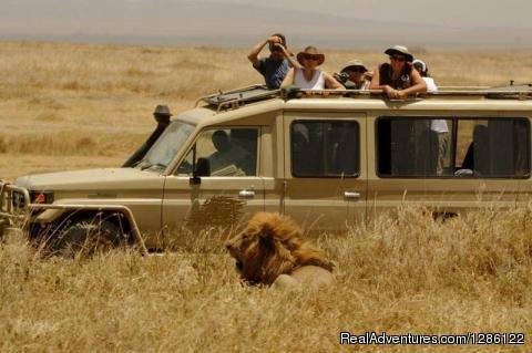 Join group tour safaris | African Jambo Safaris | Arusha, Tanzania | Eco Tours | Image #1/8 | 