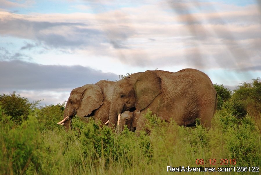 herd of Troops | African Jambo Safaris | Image #6/8 | 