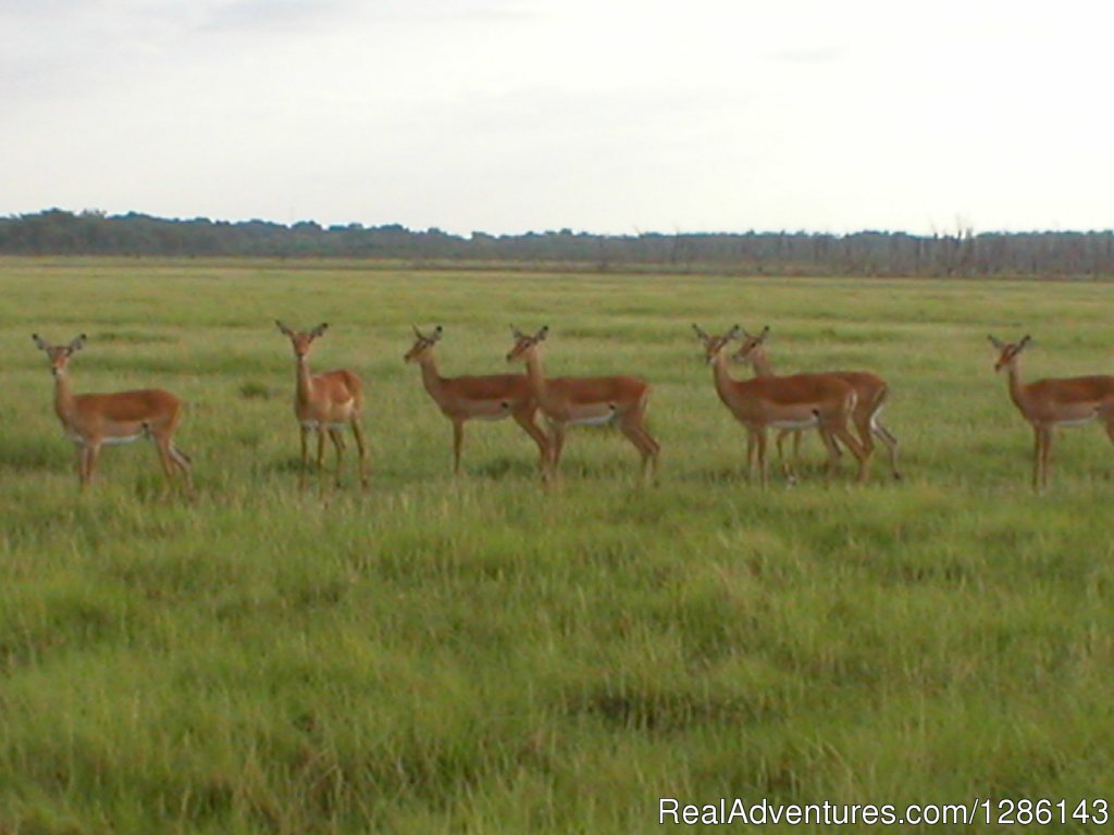 Female Impalas | Safari, Maasai Development Project | Image #5/13 | 