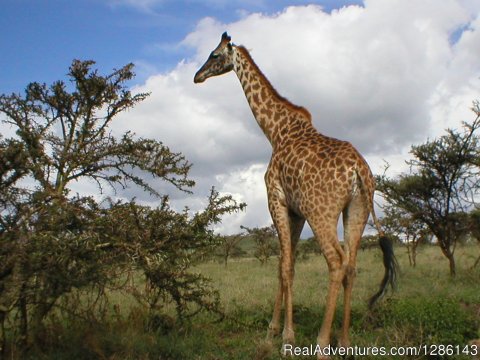 Giraffe - Lake Manyara