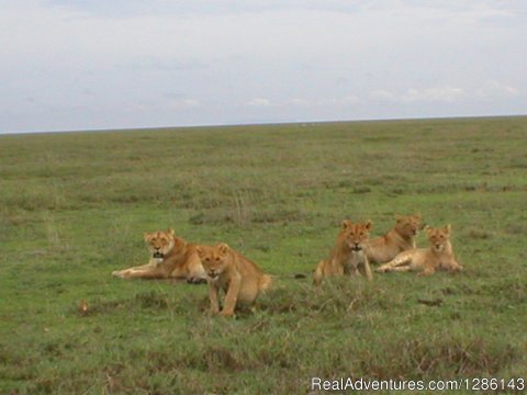 Lions in Ngorogoro