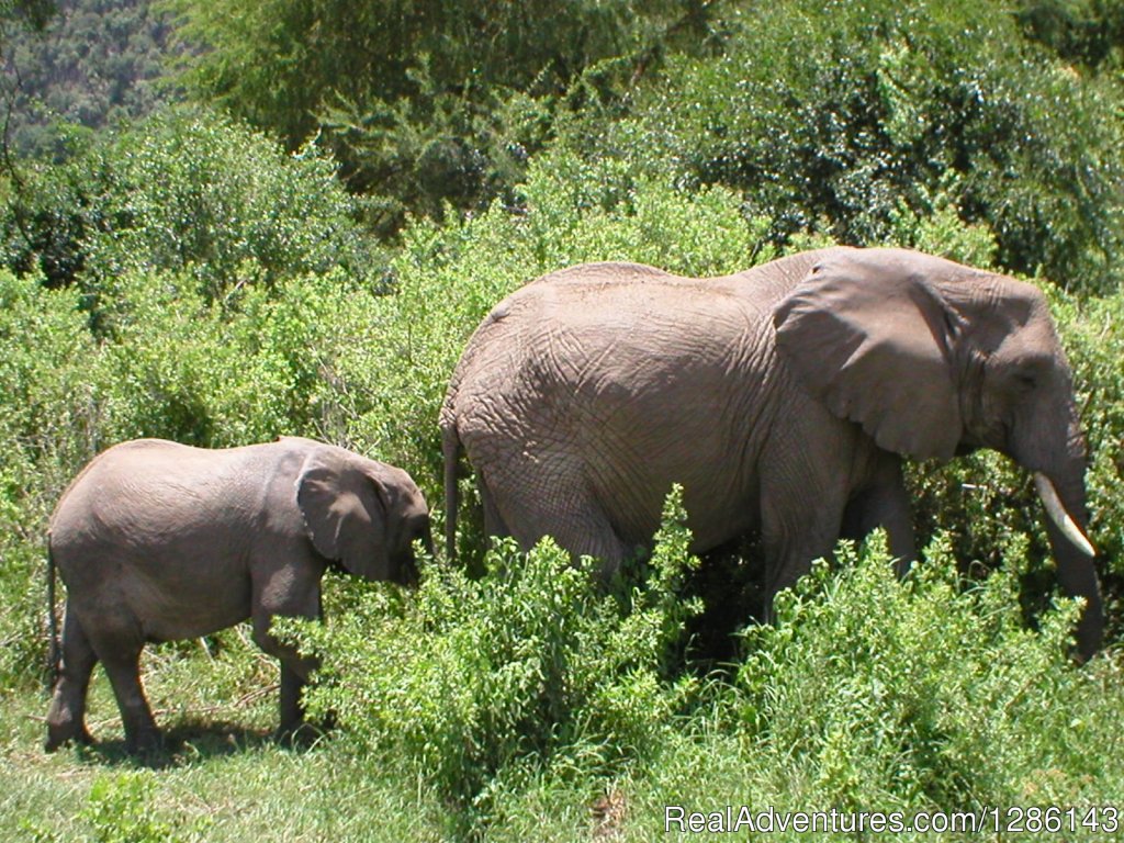 Mother, baby elephants, Lake Manyara | Safari, Maasai Development Project | Image #6/13 | 