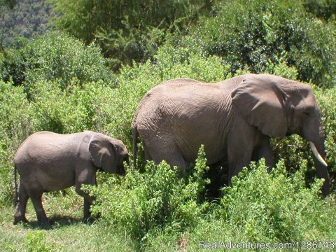 Mother, baby elephants, Lake Manyara