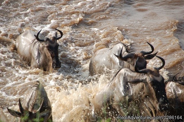 Serengeti Migration | 5 Days Tanzania lodge Safari | Image #6/7 | 