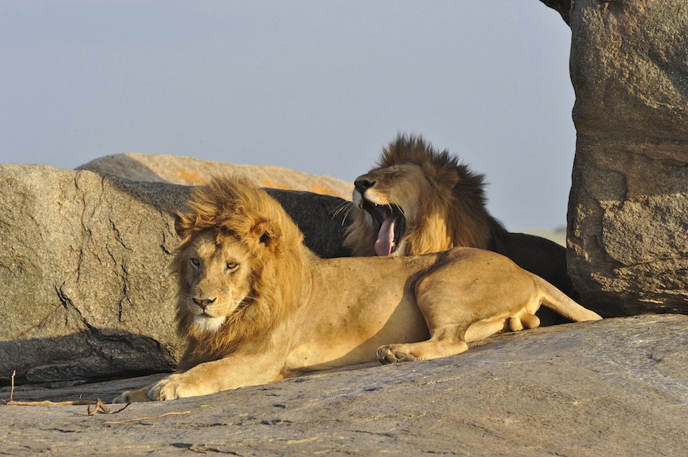 Tanzania Private Guided Safari | 7 Days | Arusha, Tanzania | Wildlife & Safari Tours | Image #1/8 | 