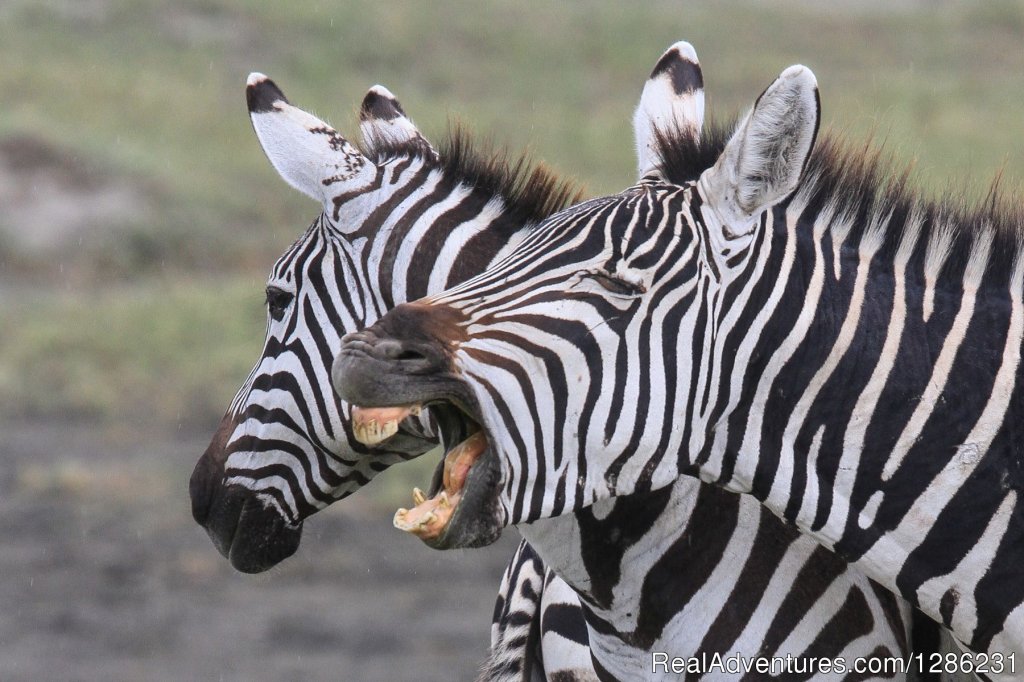 Tanzania Private Guided Safari | 7 Days | Image #2/8 | 