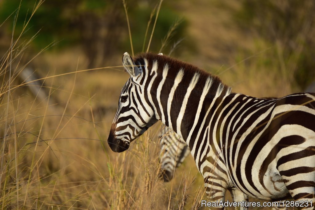 Tanzania Private Guided Safari | 7 Days | Image #4/8 | 