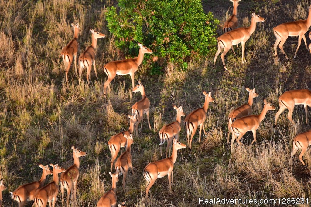 Tanzania Private Guided Safari | 7 Days | Image #5/8 | 