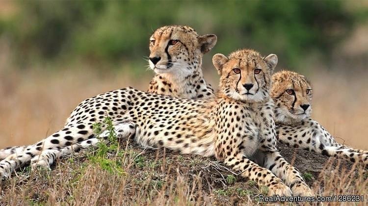 Tanzania Private Guided Safari | 7 Days | Image #7/8 | 